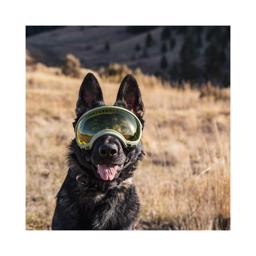 Hundebrille REX Specs V2 Sol & Sikkerhedsbrille XLARGE Sort